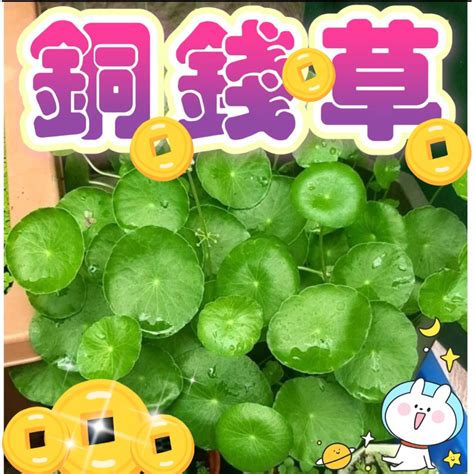 錢幣草風水|銅錢草風水：如何利用銅錢草提升家居運勢？【銅錢草風水】